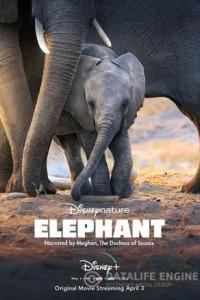Слон / Elephant 2020 Слон / Elephant 2020